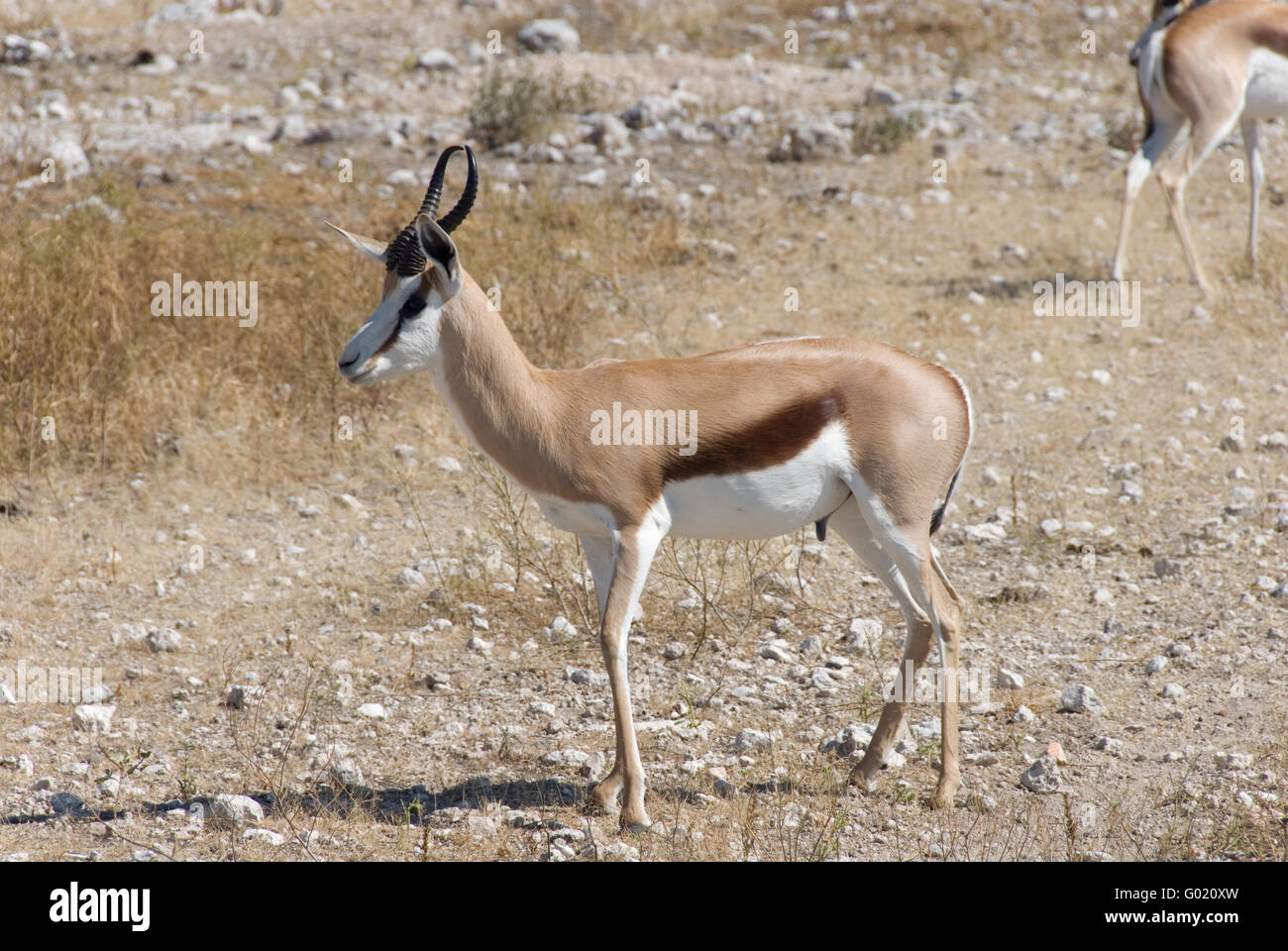 Lesser Springbok Afrika springbok hi-res stock photography and images - Alamy