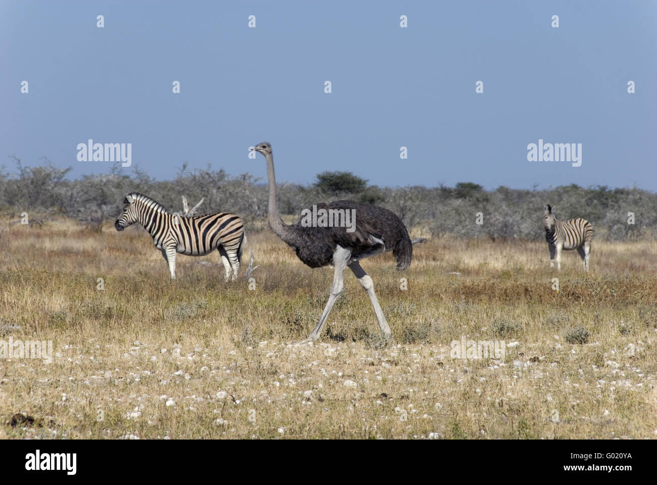 zebras and ostrich Stock Photo Alamy