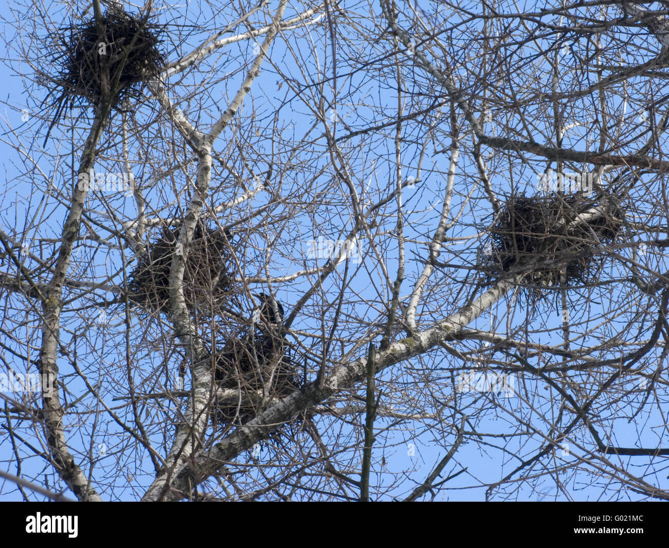 Crows Nests Stock Photos & Crows Nests Stock Images Alamy