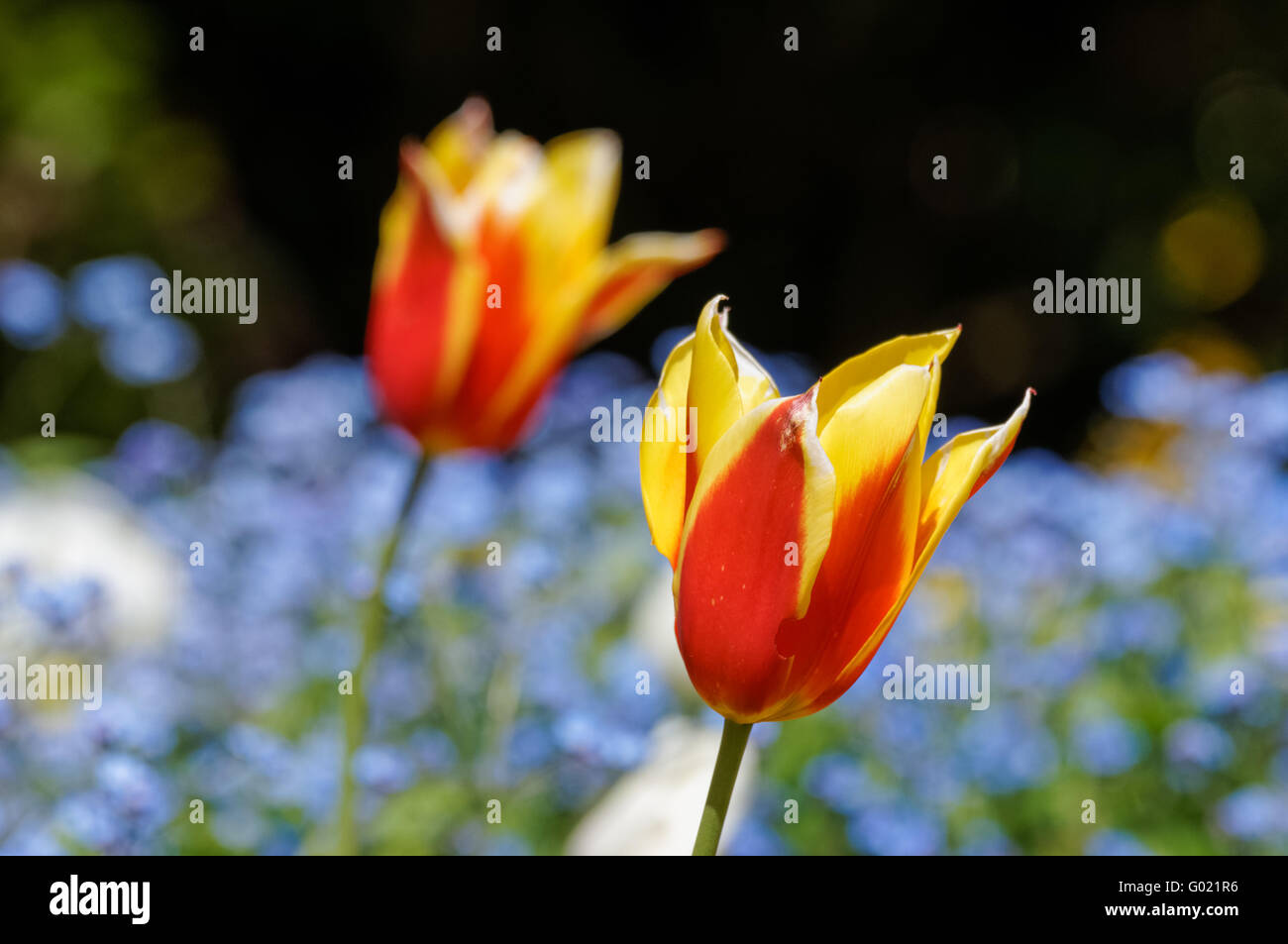 Red and yellow bicolor tulips 'Gavota' Stock Photo