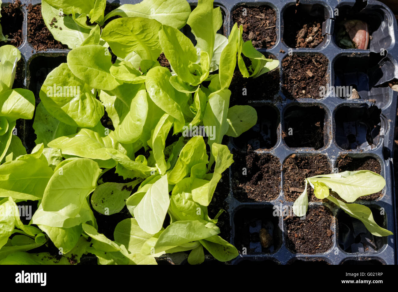 Lettuce seedlings in planting tray Stock Photo