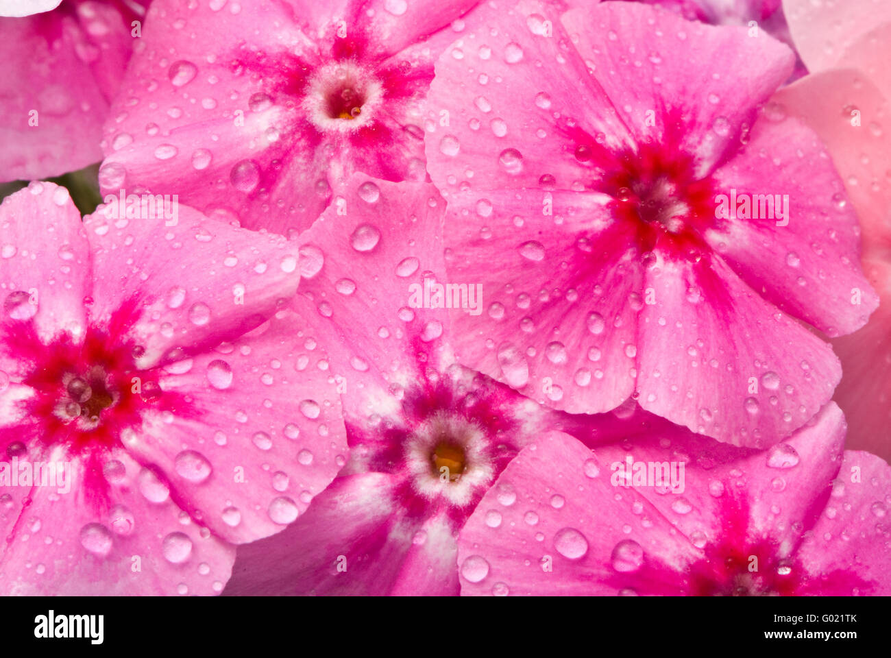 Beautiful flowers with water drops (Phlox drummondi) Stock Photo