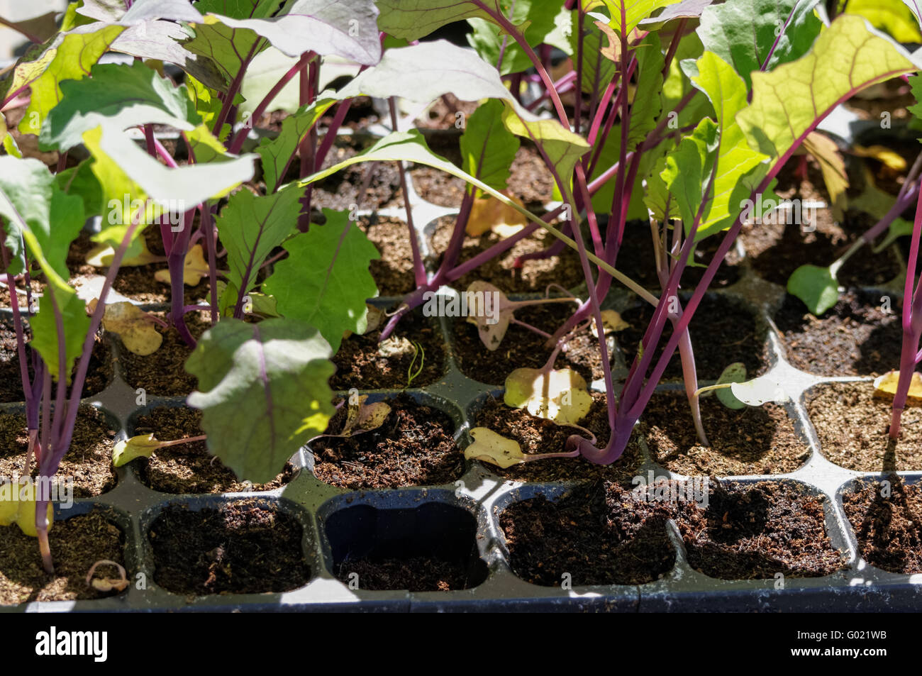 Red cabbage seedlings growing in a tray Stock Photo Alamy