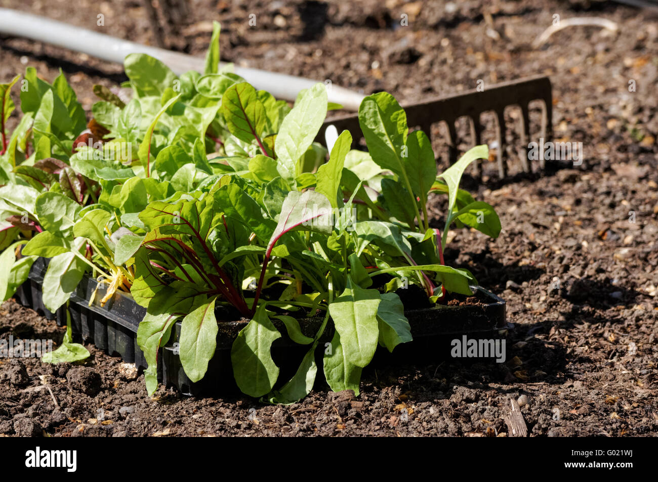 Cabbage seedlings hires stock photography and images Alamy