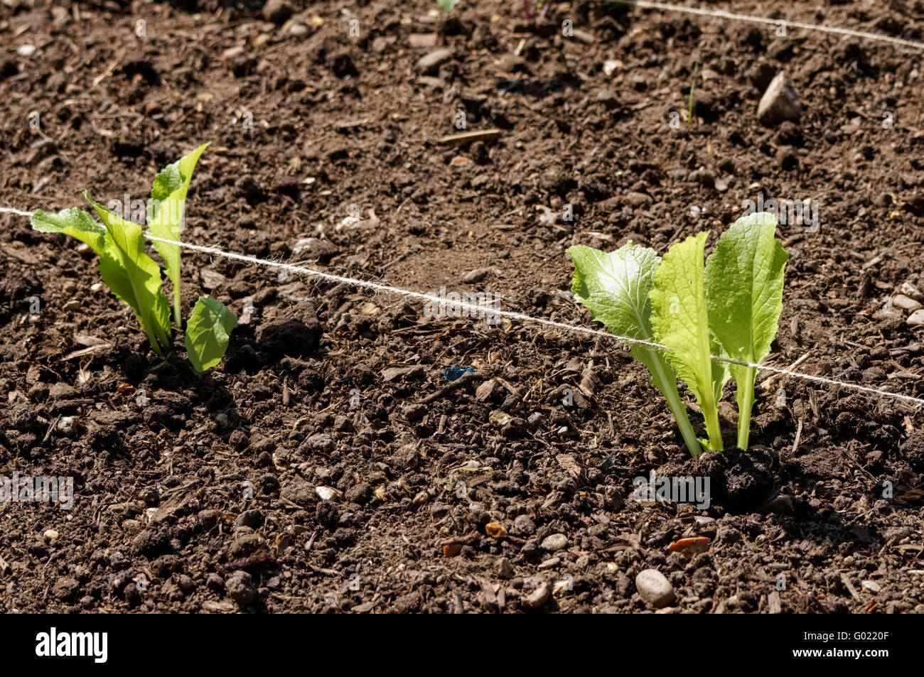lettuce seedlings planted in a soil Stock Photo Alamy
