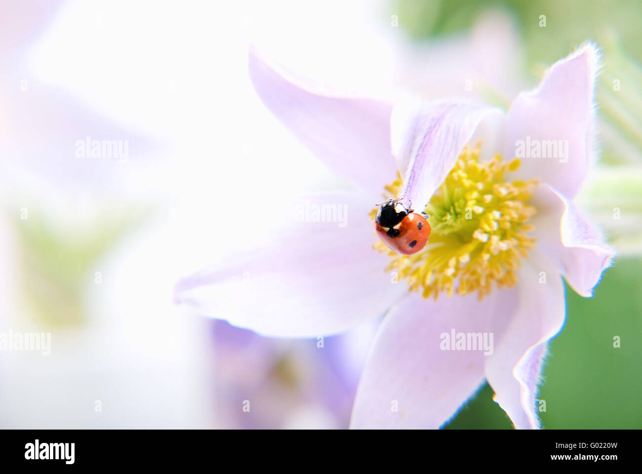 Ladybird on flower Stock Photo