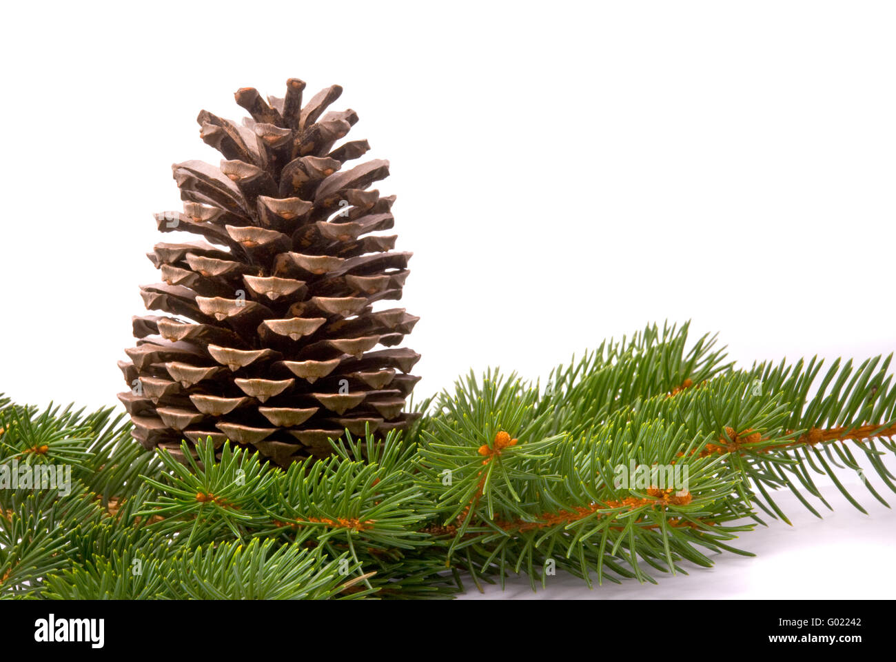 Branch with cone isolated on a white background Stock Photo - Alamy