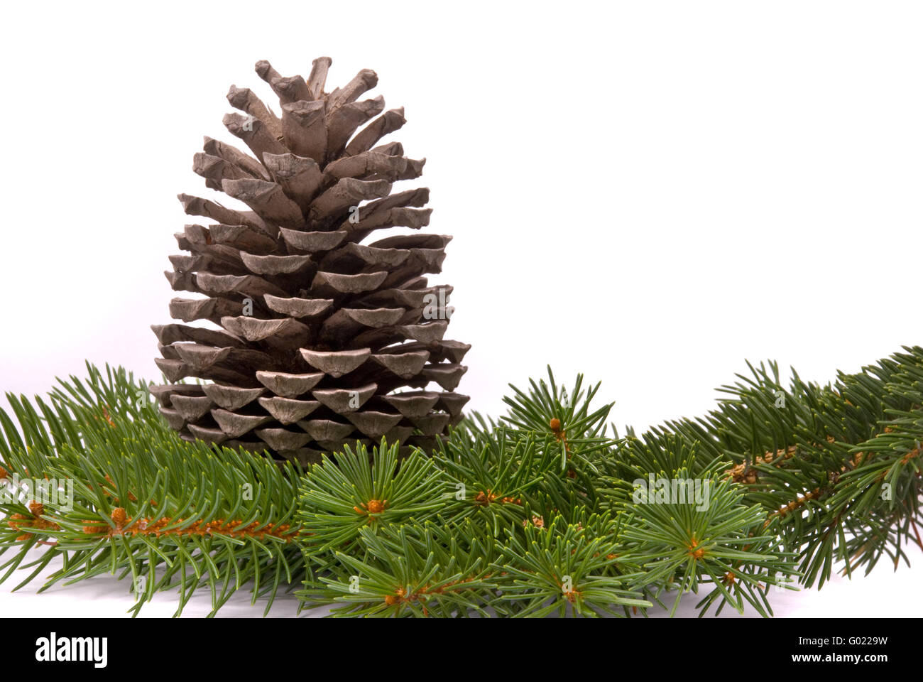 Branch with cone isolated on a white background Stock Photo - Alamy
