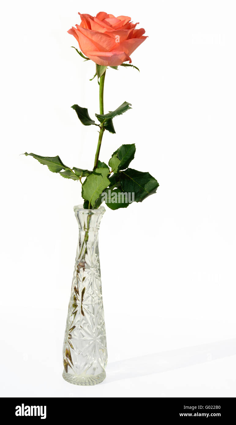 A single peach colored rose with green leaves and stem in a crystal class vase against a pure white background. Stock Photo
