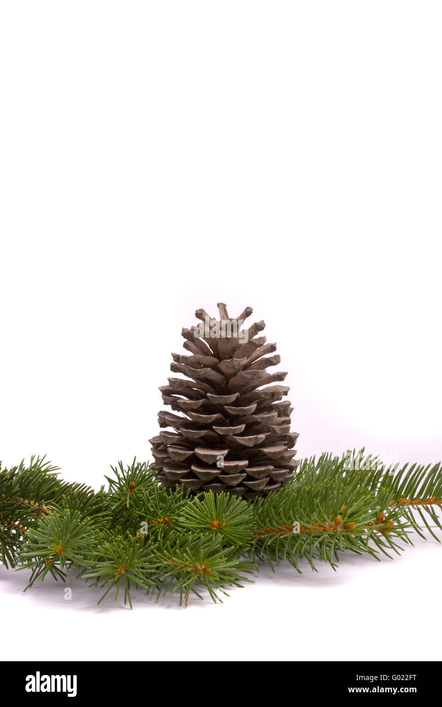 Branch with cone isolated on a white background Stock Photo - Alamy