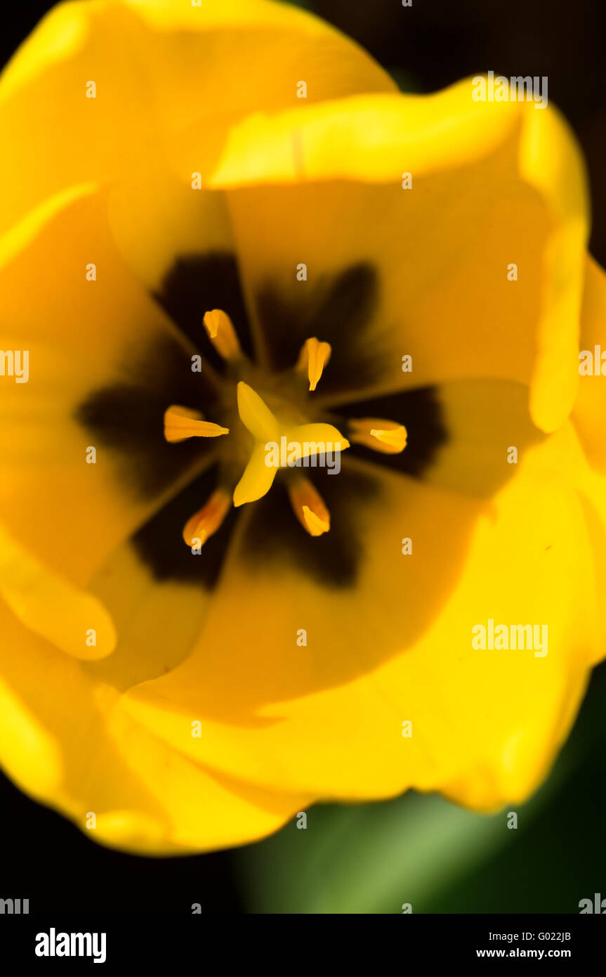 The close up view of a single yellow tulip over green background Stock ...