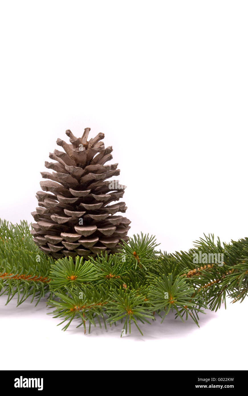 Branch with cone isolated on a white background Stock Photo - Alamy