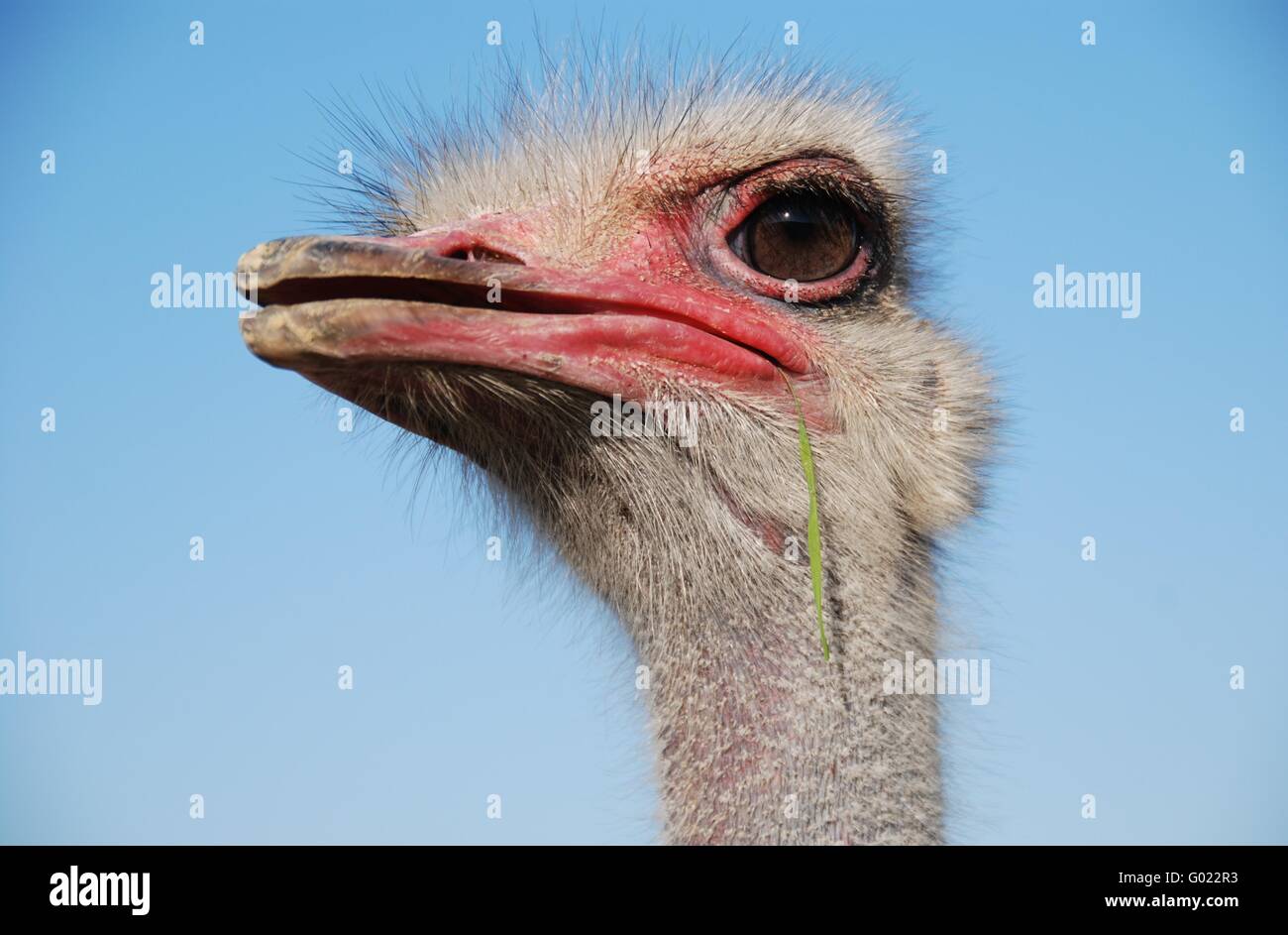 Fanny ostrich Stock Photo
