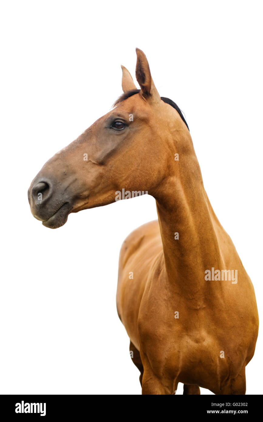 Red horse Stock Photo
