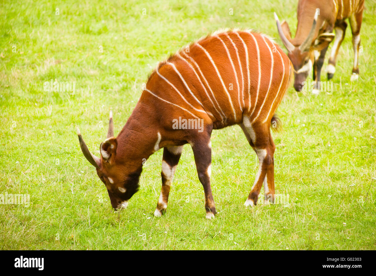 Horned antelope hires stock photography and images Alamy