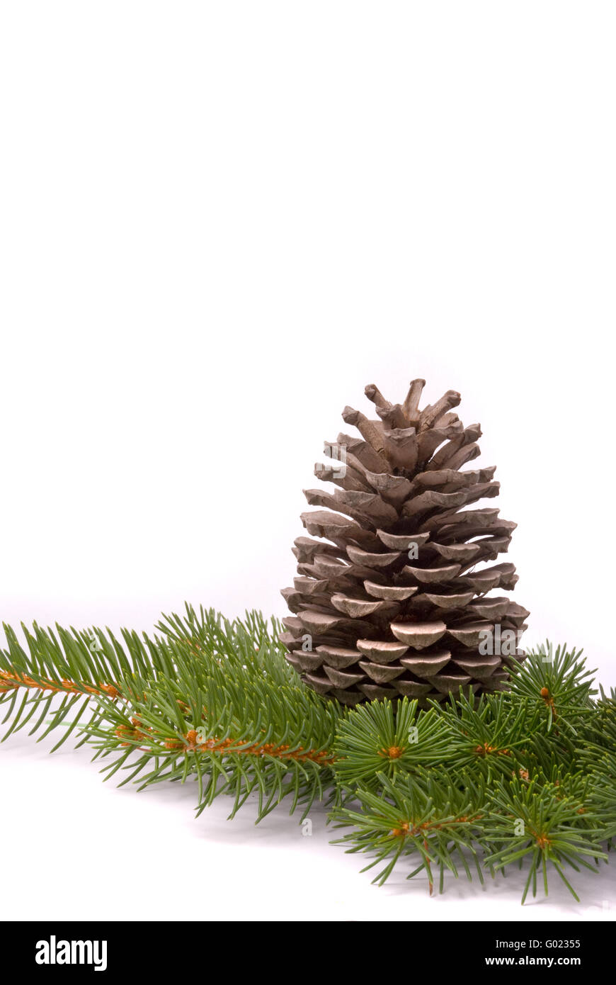 Branch with cone isolated on a white background Stock Photo - Alamy