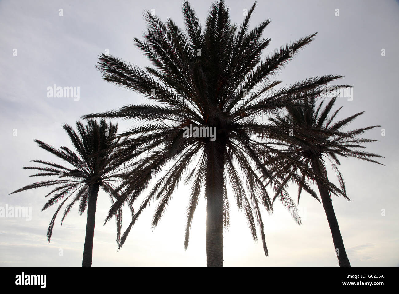 Phoenix dactylifera palm tree Stock Photo