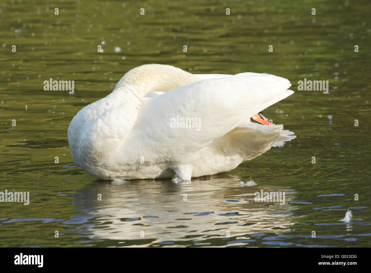 Swan preening Stock Photo