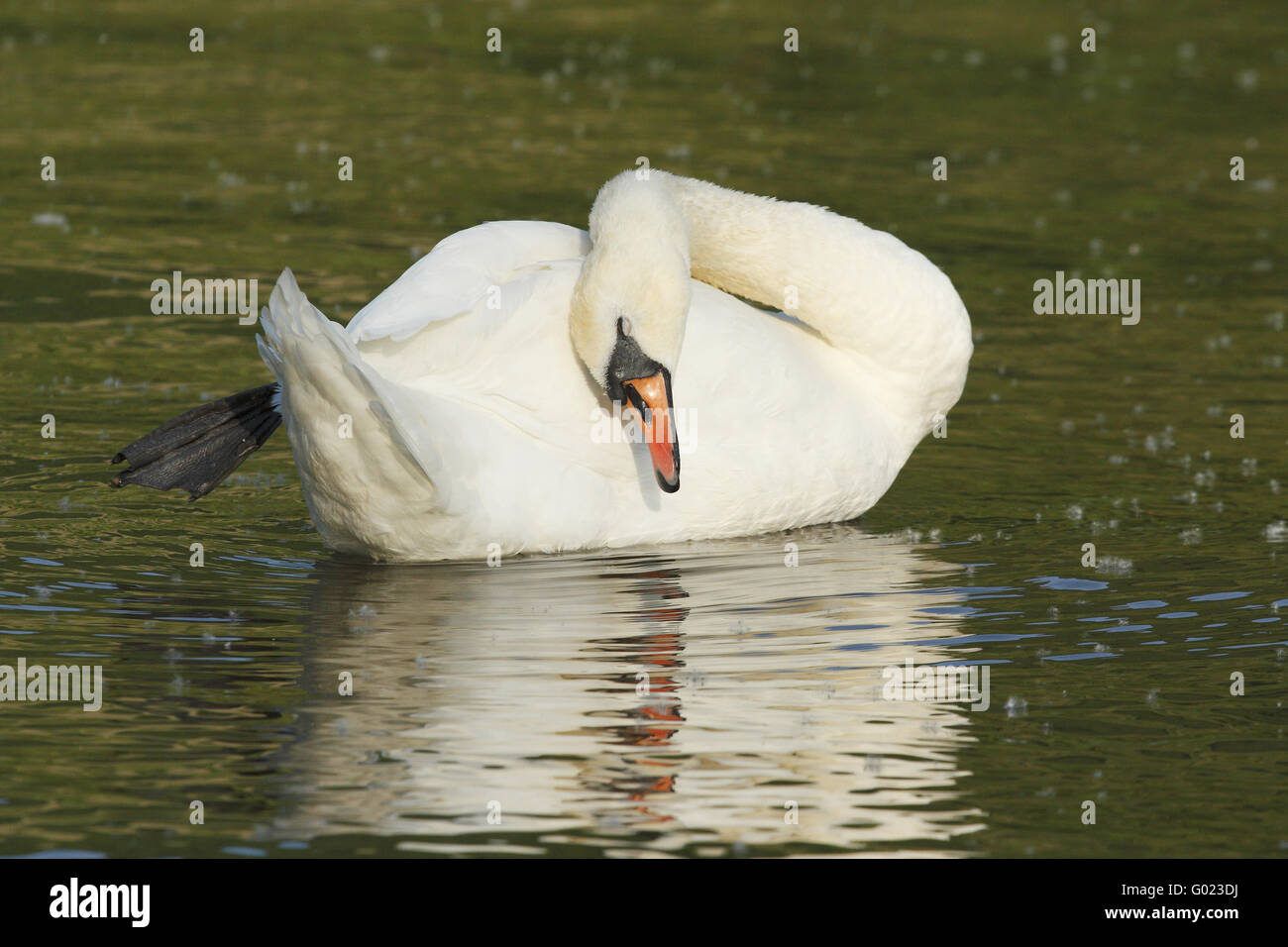 Swan preening Stock Photo