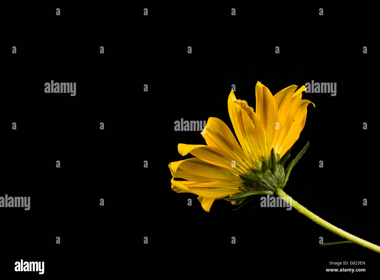 Yellow Gazania (Treasure Flower) flower isolated on black Stock Photo