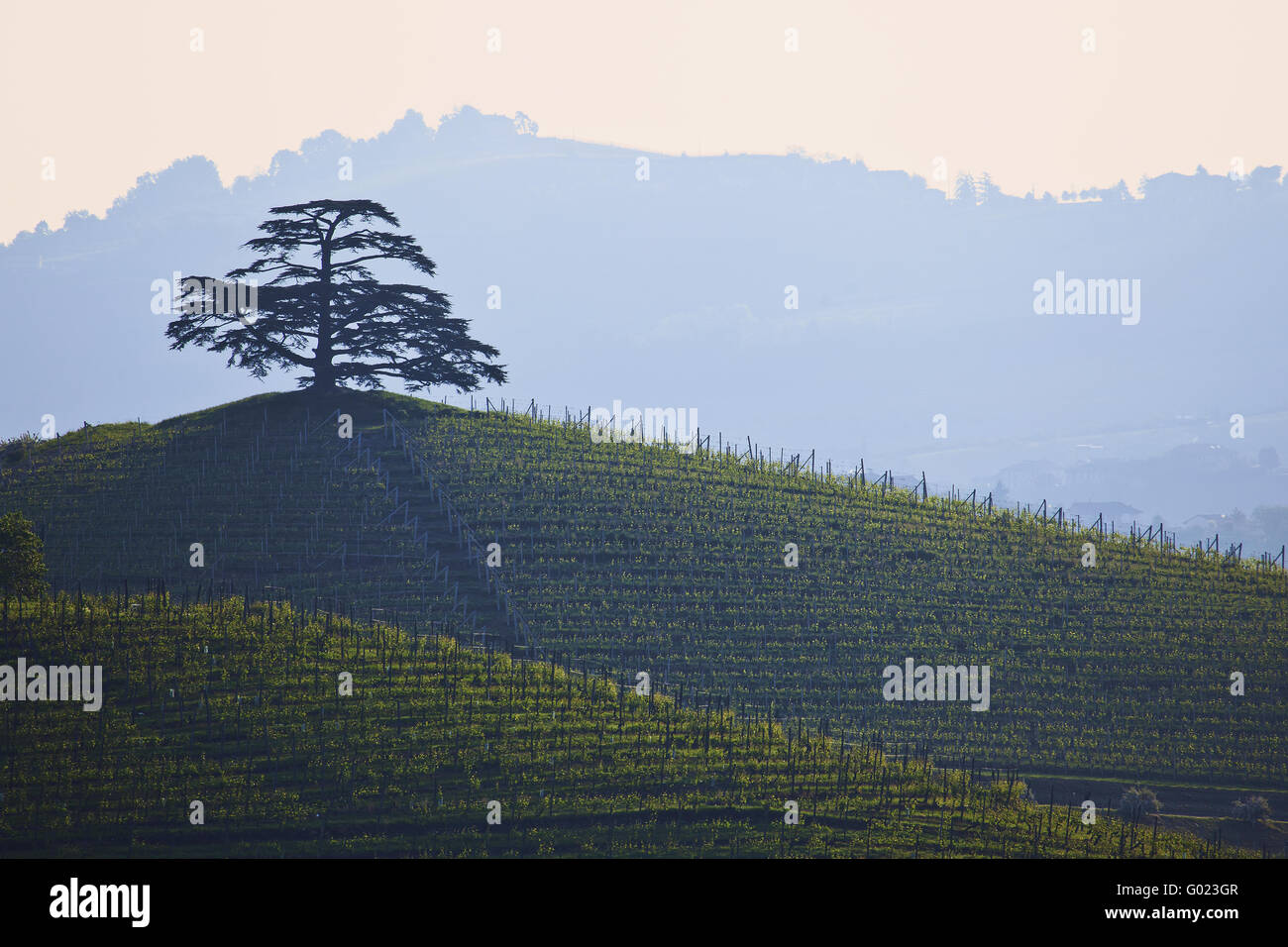 vineyard and famous Cedar of Lebanon, Piedmont Stock Photo