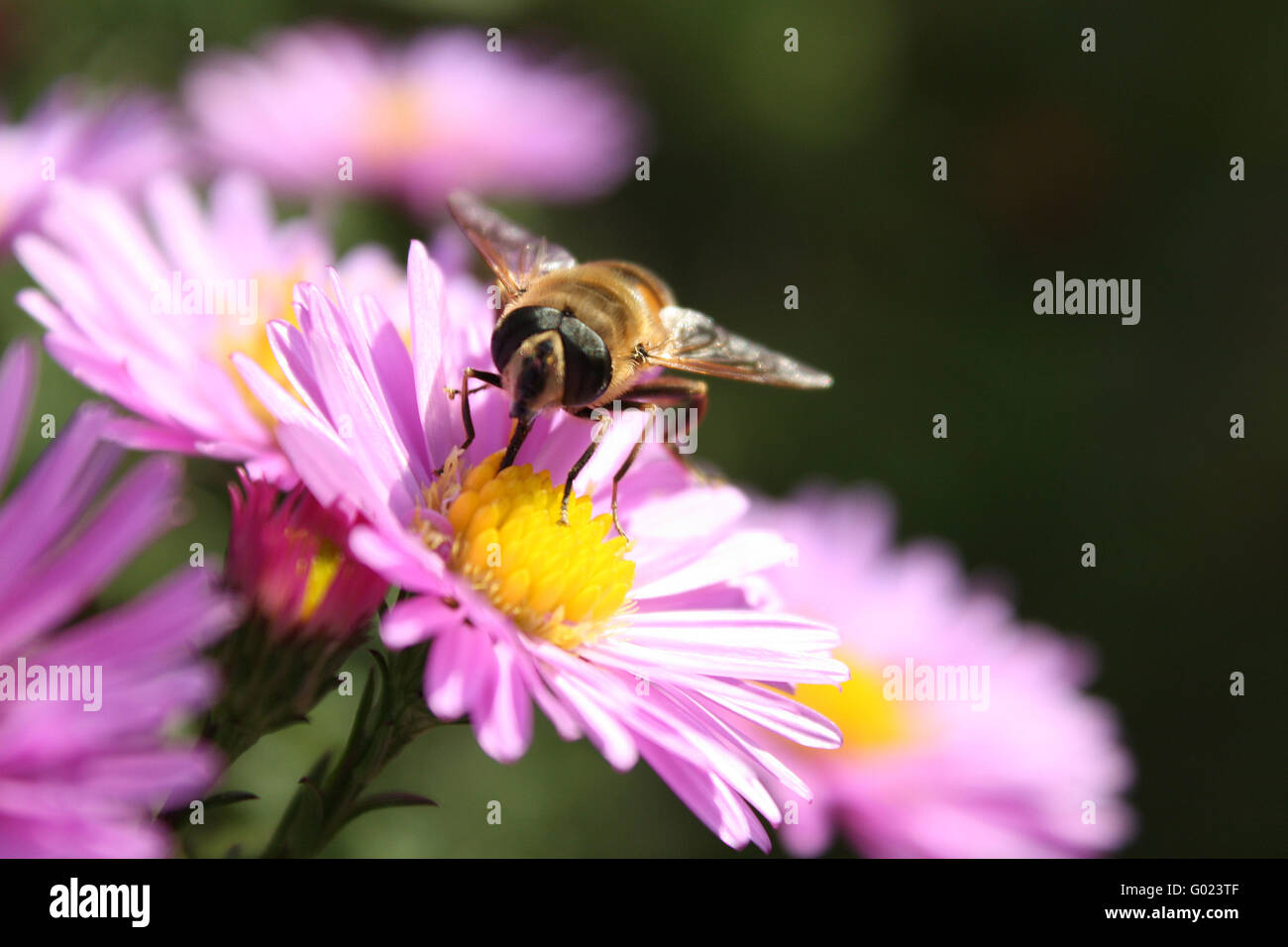 Honey bee on a flower hi-res stock photography and images - Alamy