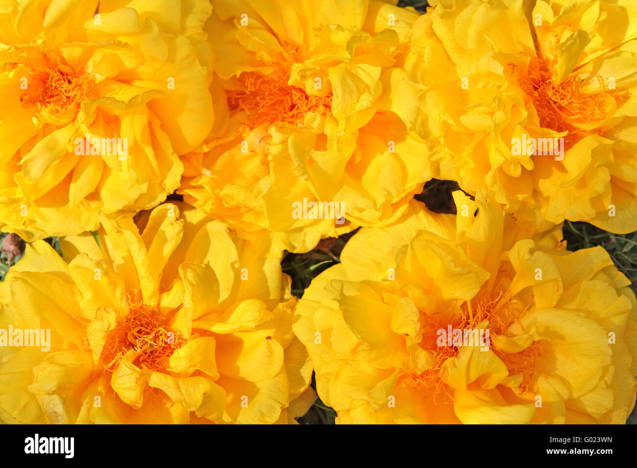 Full frame background of yellow exotic flowers (Cochlospermum regium). Also known as Yellow Cotton Tree or Mart&Schrank Stock Photo