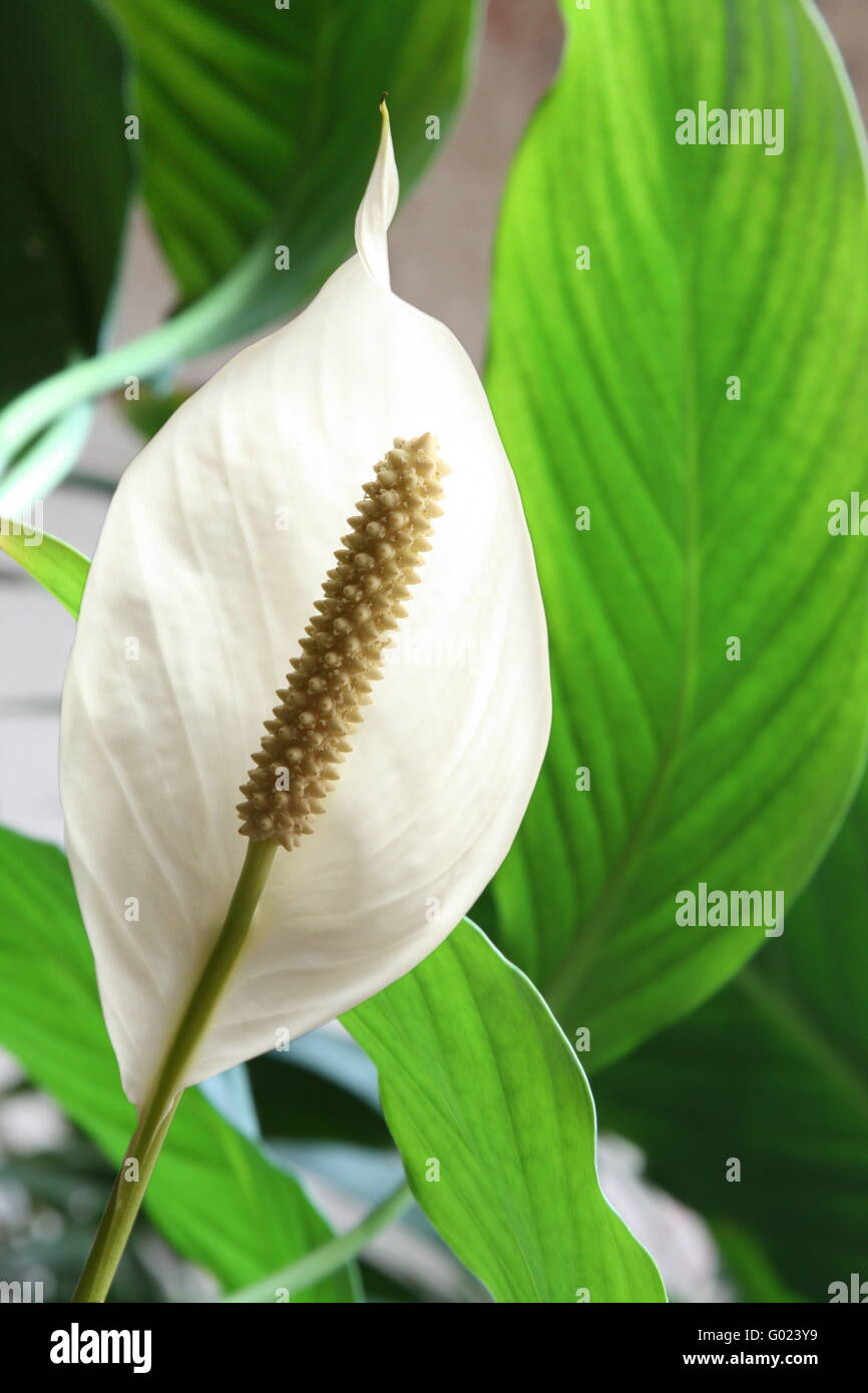Houseplant - Spathiphyllum floribundum (Peace Lily). White Flower on the background of green leaves Stock Photo