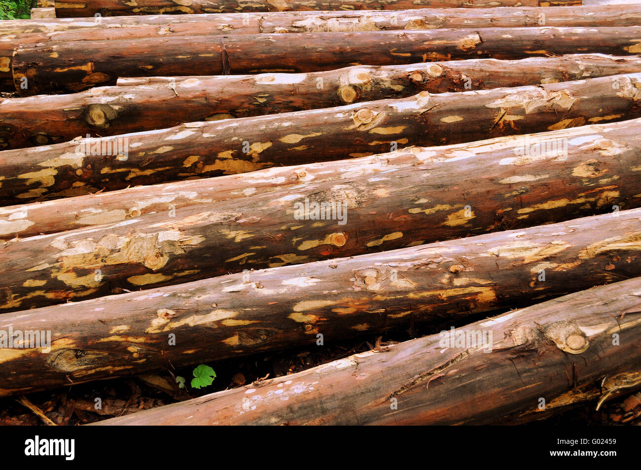 Trees for combustion in a biomass combustion Stock Photo Alamy