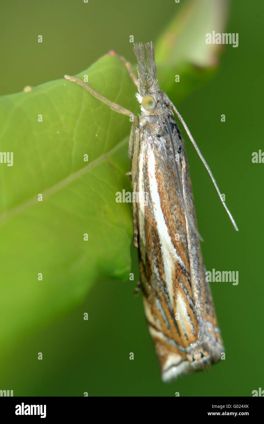 Crambus lathoniellus micro moth. Small insect in the family Crambidae, known as the grass moths Stock Photo