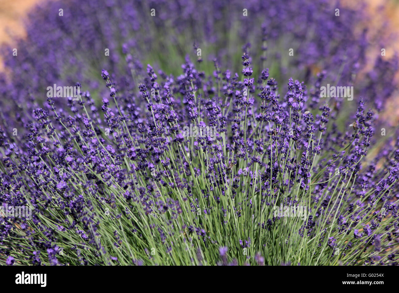 Lavender field Stock Photo