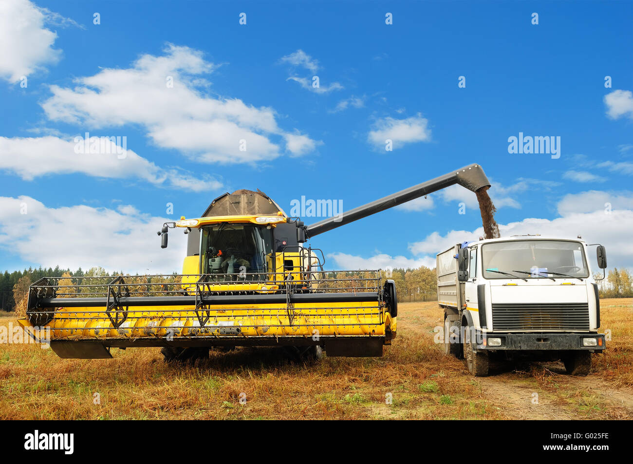 Combine harvester loading a truck in the field Stock Photo - Alamy