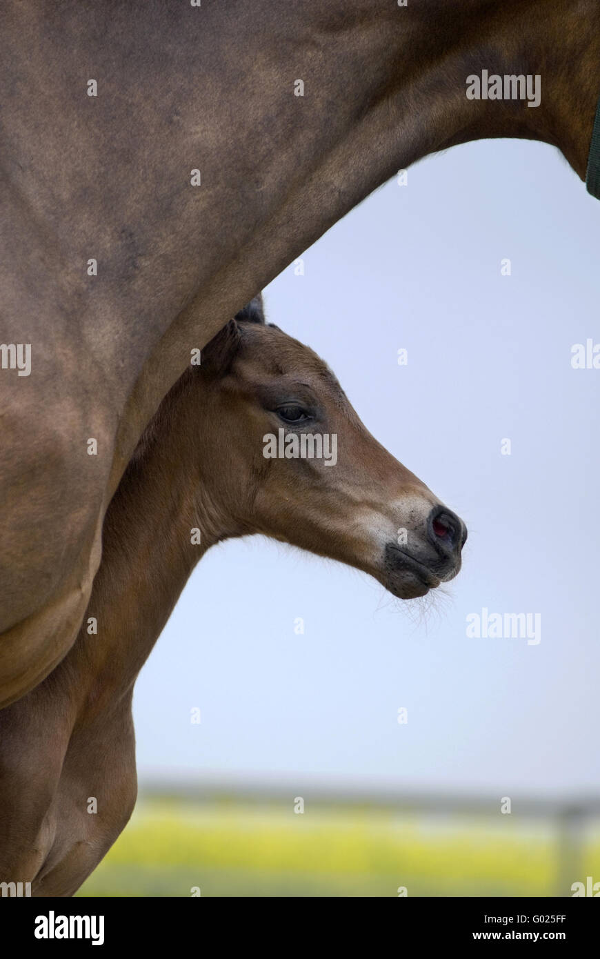 foal, young stallion Stock Photo