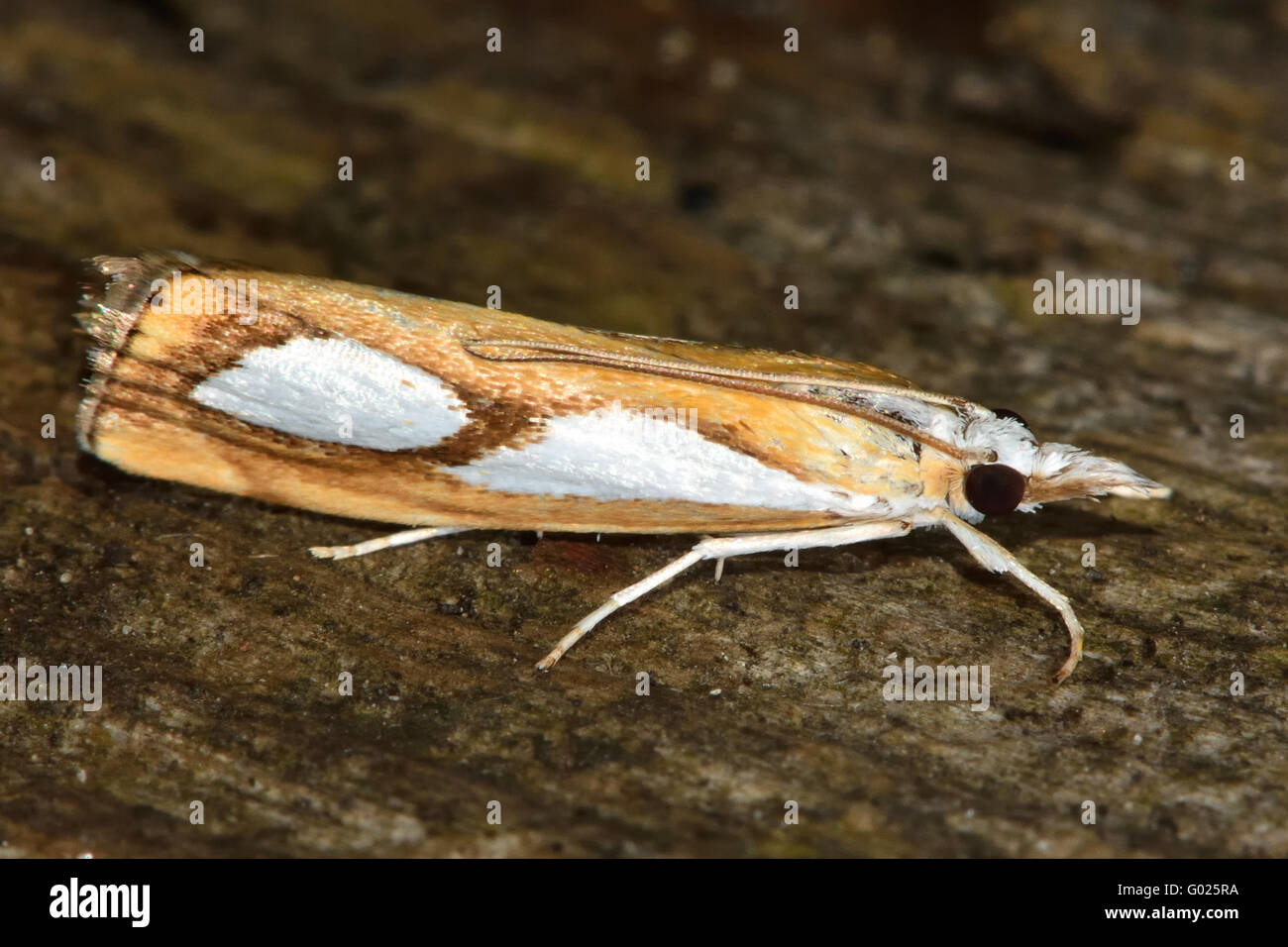 Crambidae grass moth family lepidoptera hi-res stock photography and ...