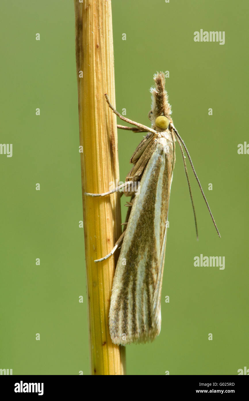 Crambus perlella micro moth at rest on grass. Small insect in the family Crambidae, known as the grass moths Stock Photo