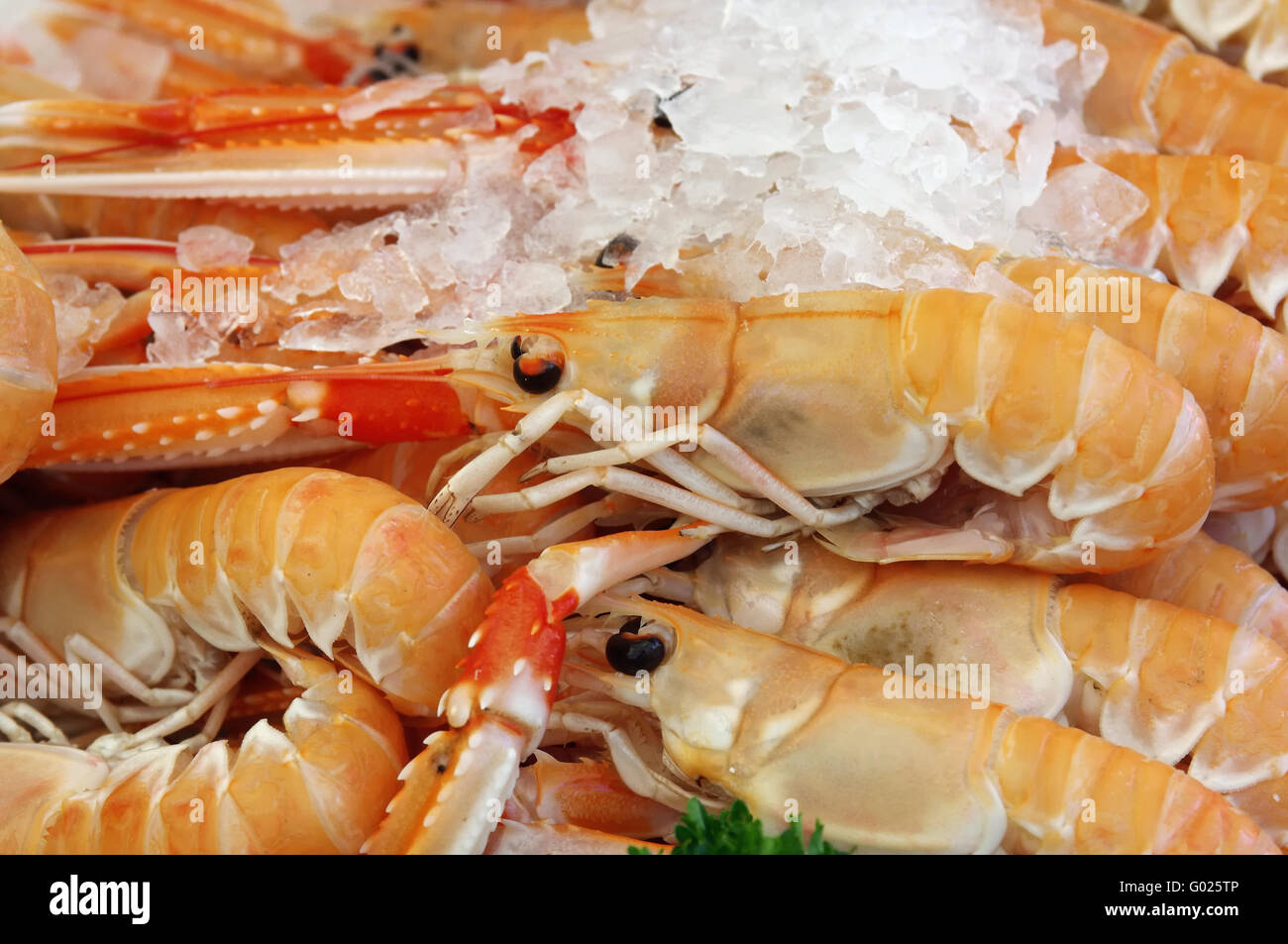 norway lobster Stock Photo
