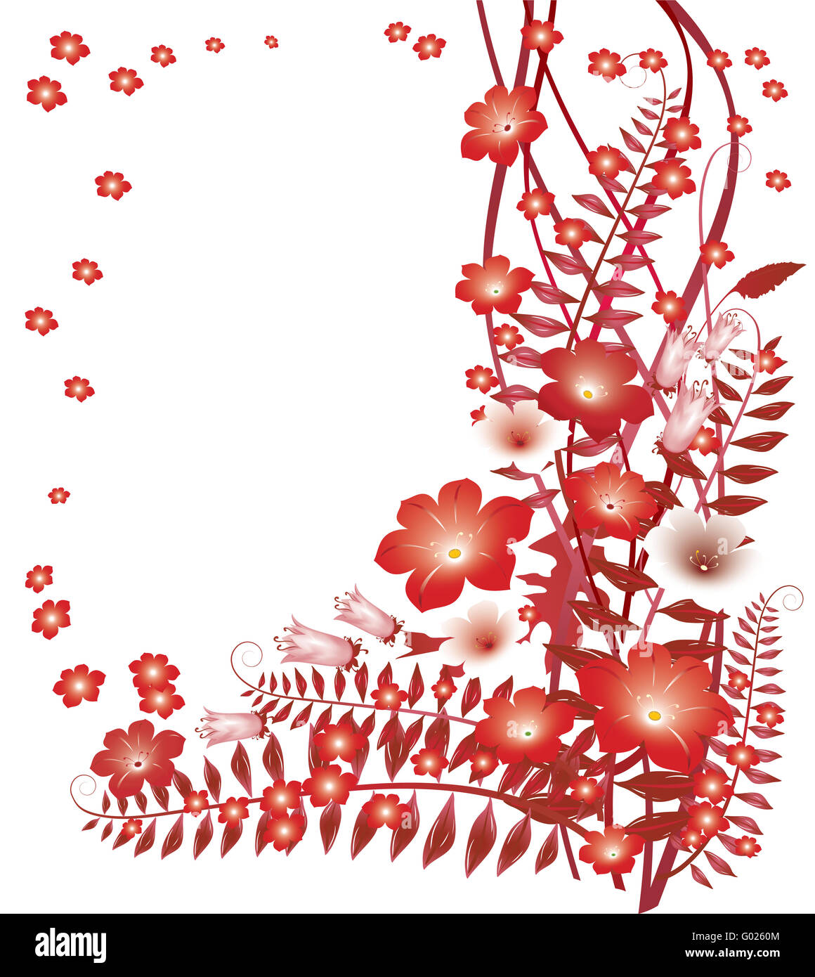 Delicate red flowers on white background Stock Photo Alamy