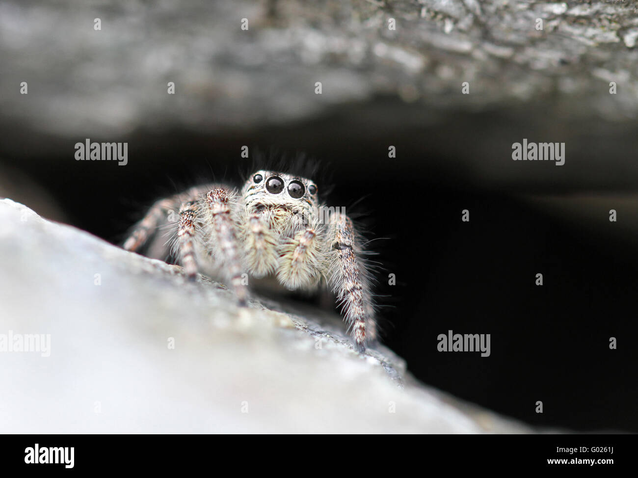 Echte webspinnen hires stock photography and images Alamy