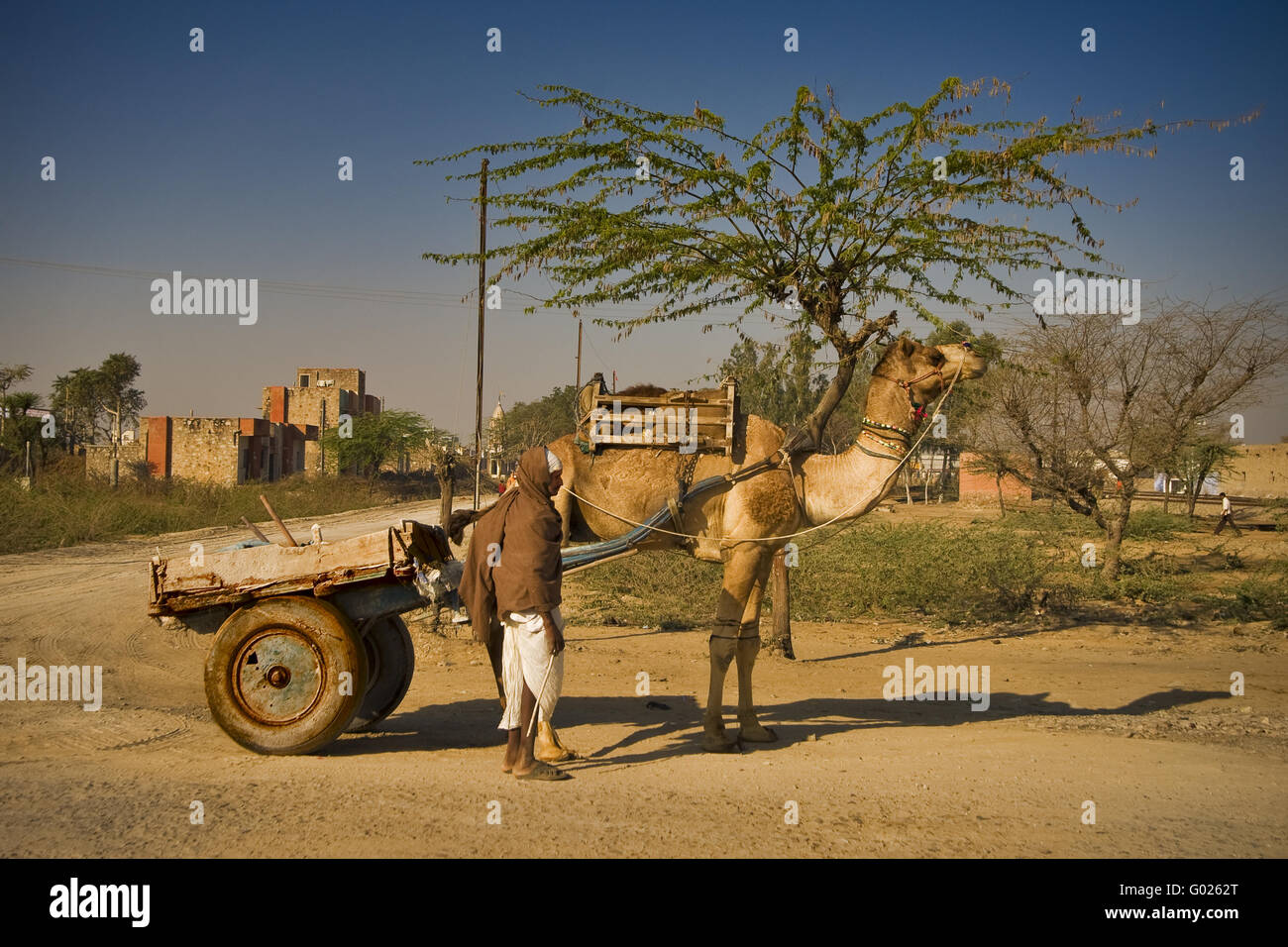 camel with trailer on a street, North India, India, Asia Stock Photo