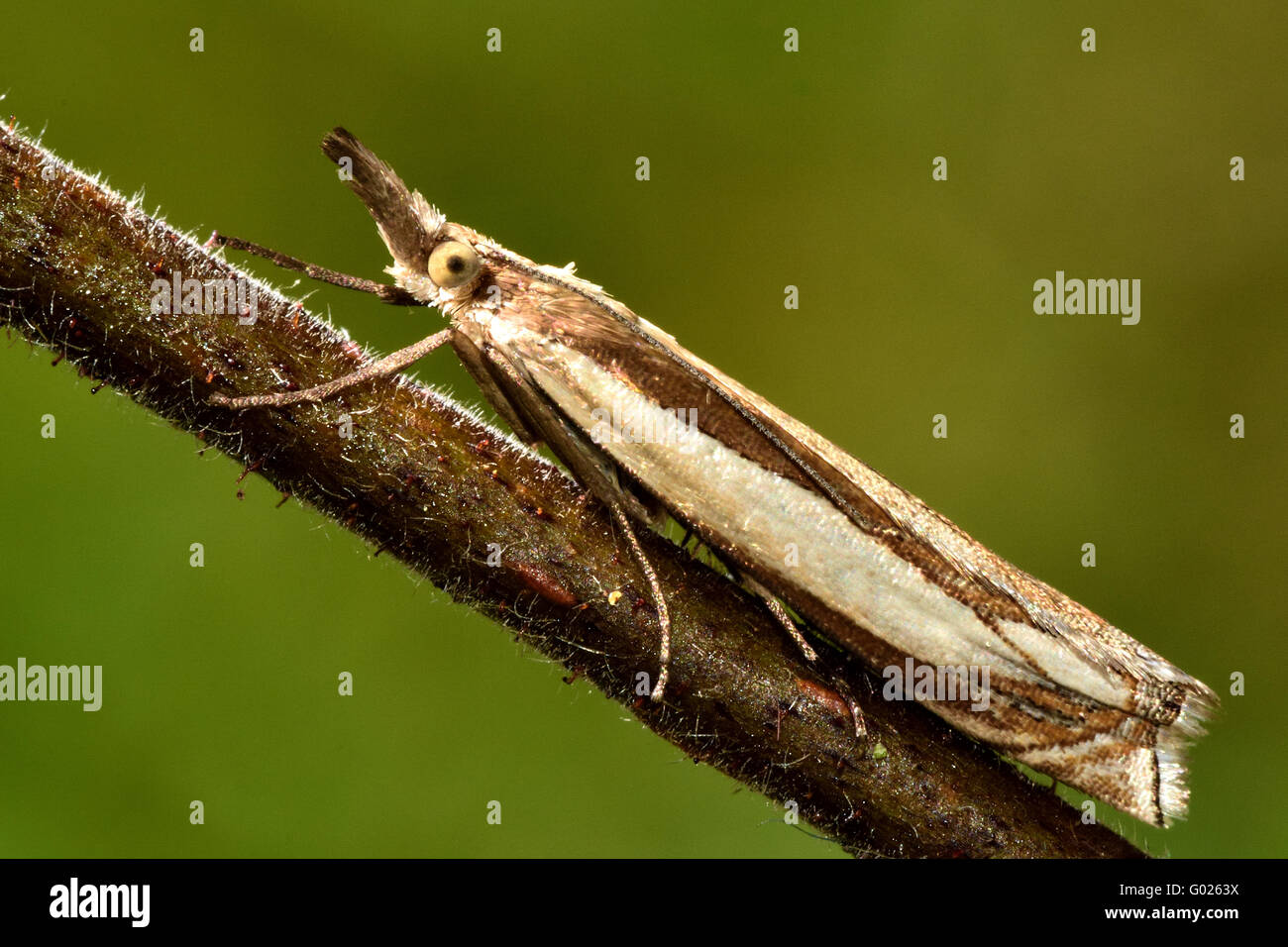 Crambus pascuella micro moth. Small insect in the family Crambidae, known as the grass moths Stock Photo