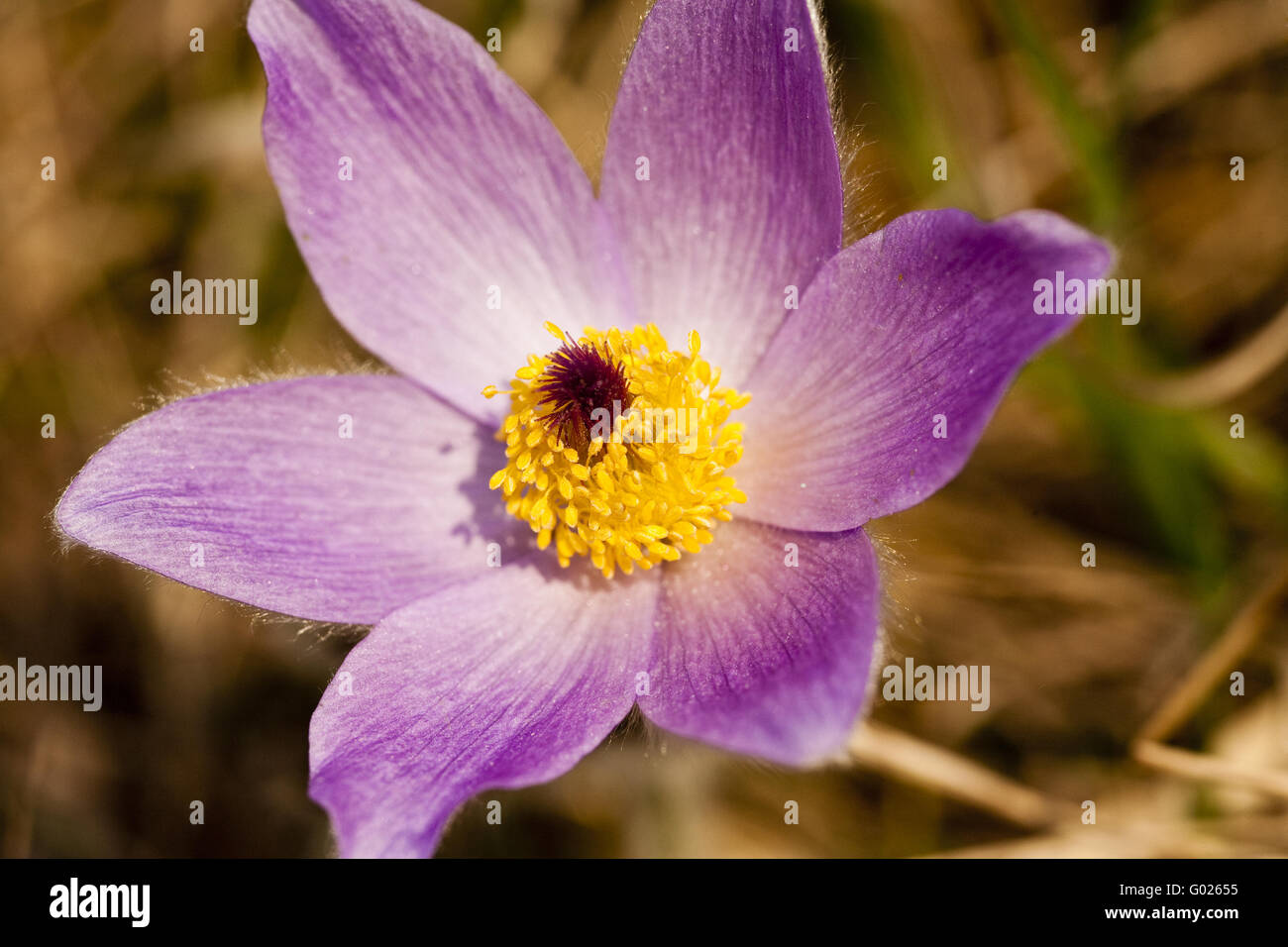 common pasque flower (Pulsatilla vulgaris) Stock Photo