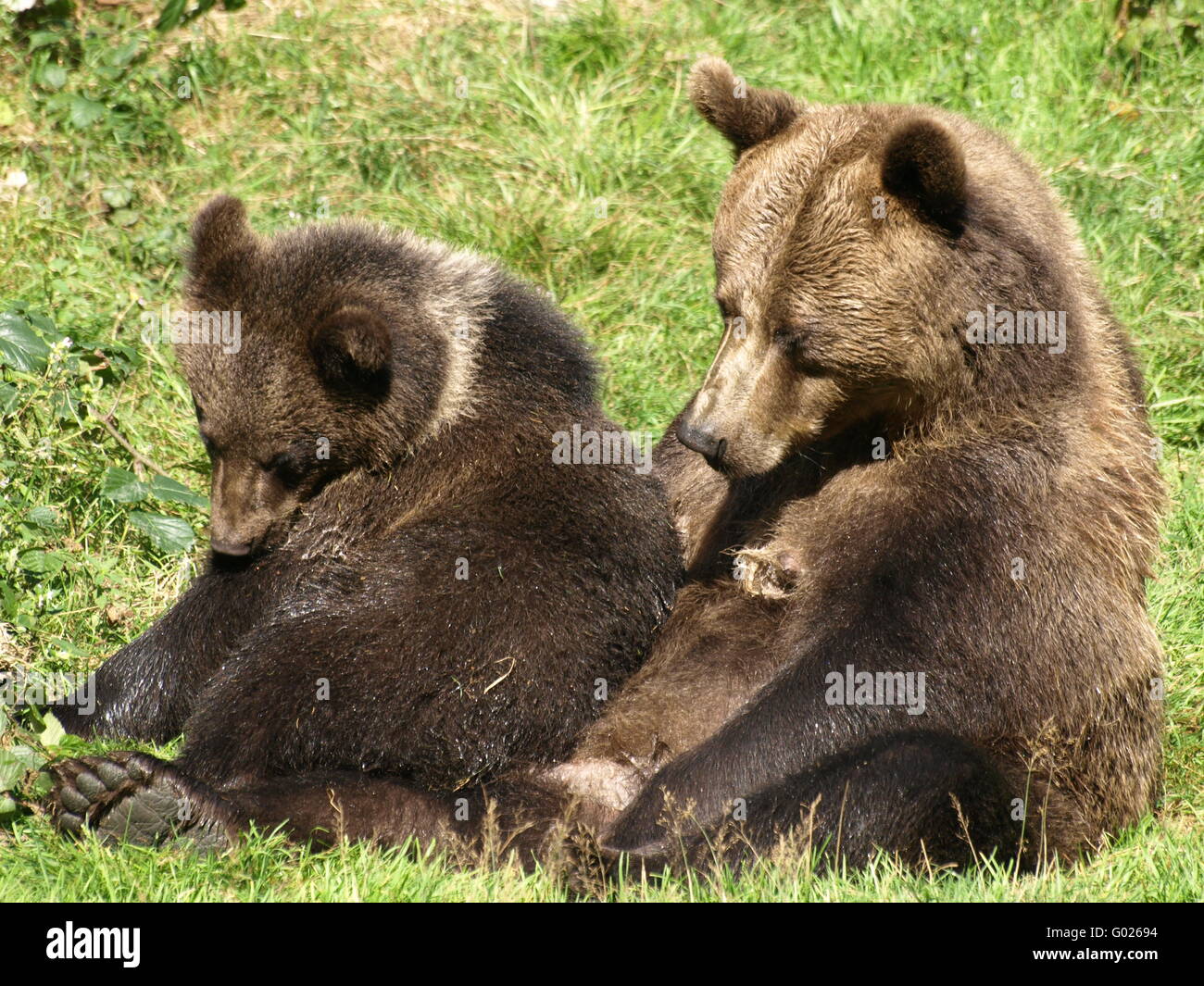 Brown bear mother with young brown bear Stock Photo
