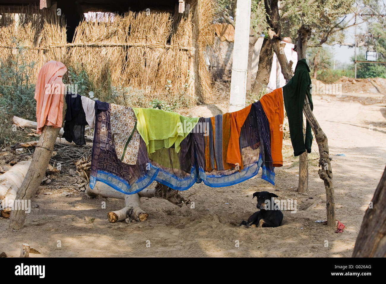 clothesline with coloured garments and dog, North India, India, Asia Stock Photo