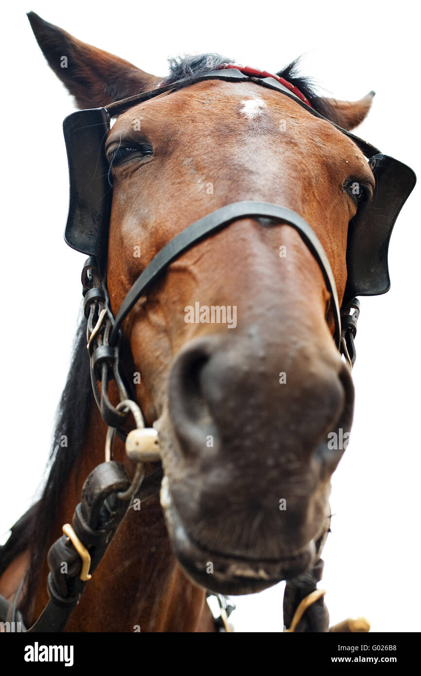 horse with harness Stock Photo