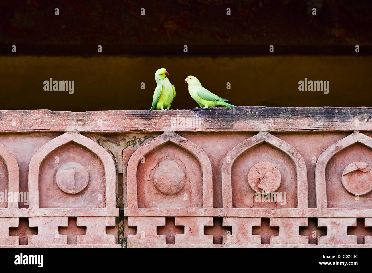 rose-ringed parakeet Stock Photo