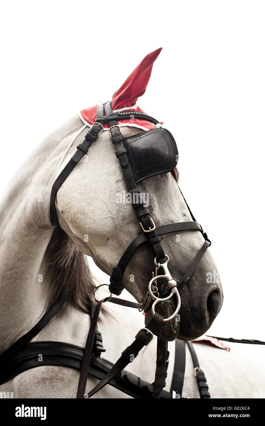 horse with harness Stock Photo Alamy