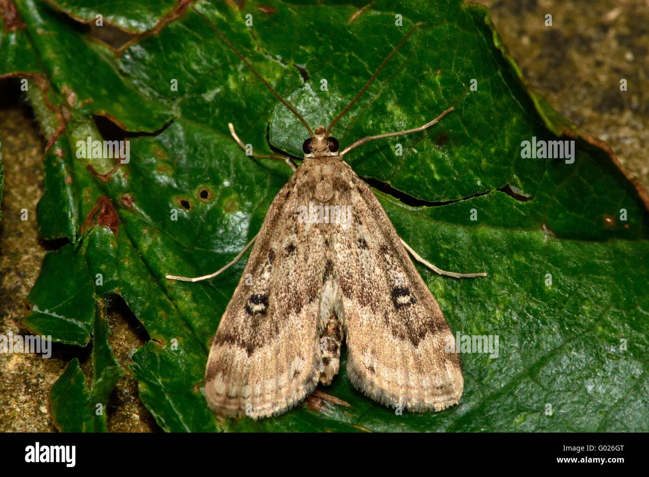 Ringed china-mark (Parapoynx stratiotata) micro moth from above. Small insect in the family Crambidae, known as the grass moths Stock Photo