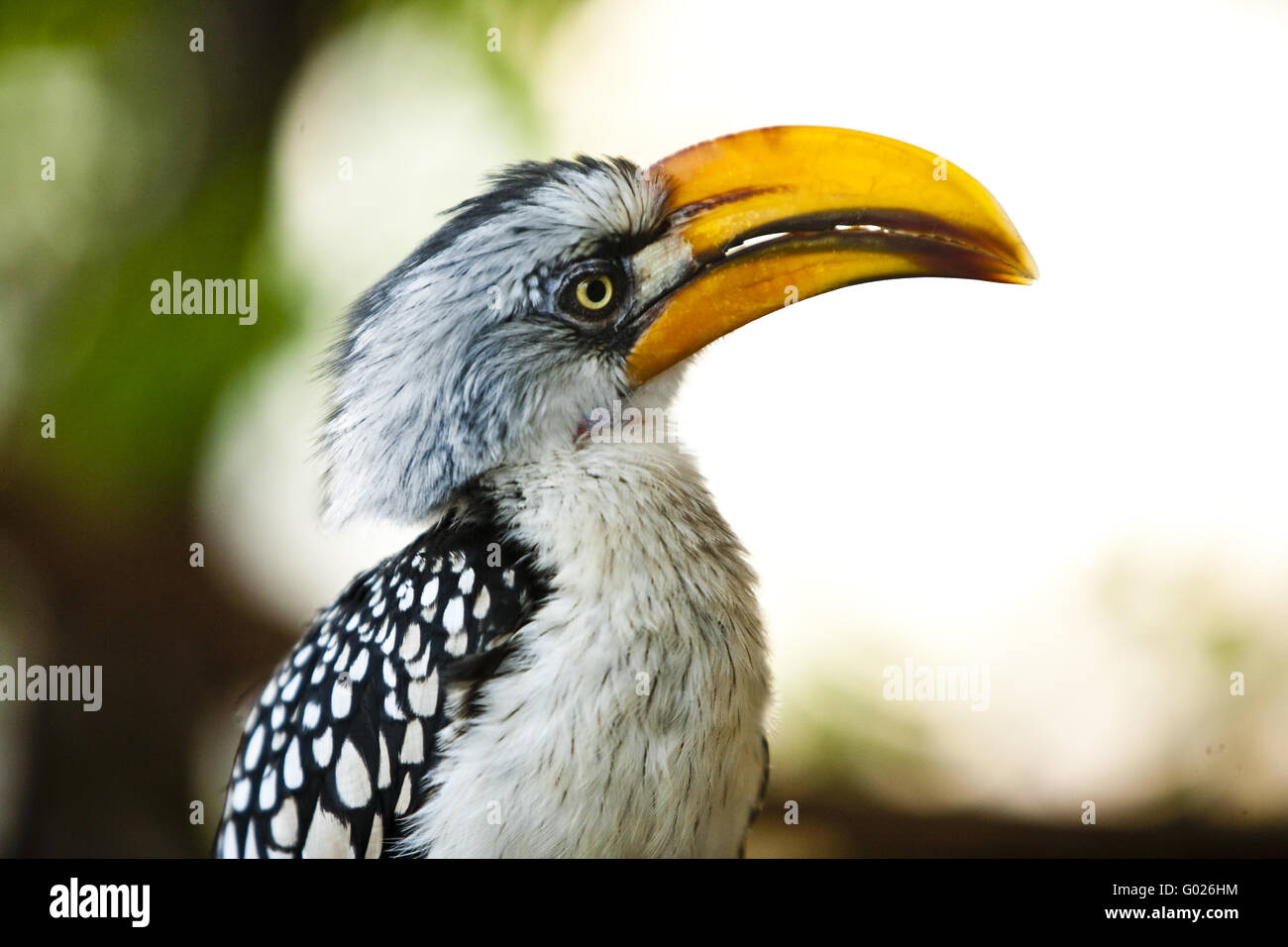 Southern Yellow-billed Hornbill (Tockus flavirostris) Stock Photo