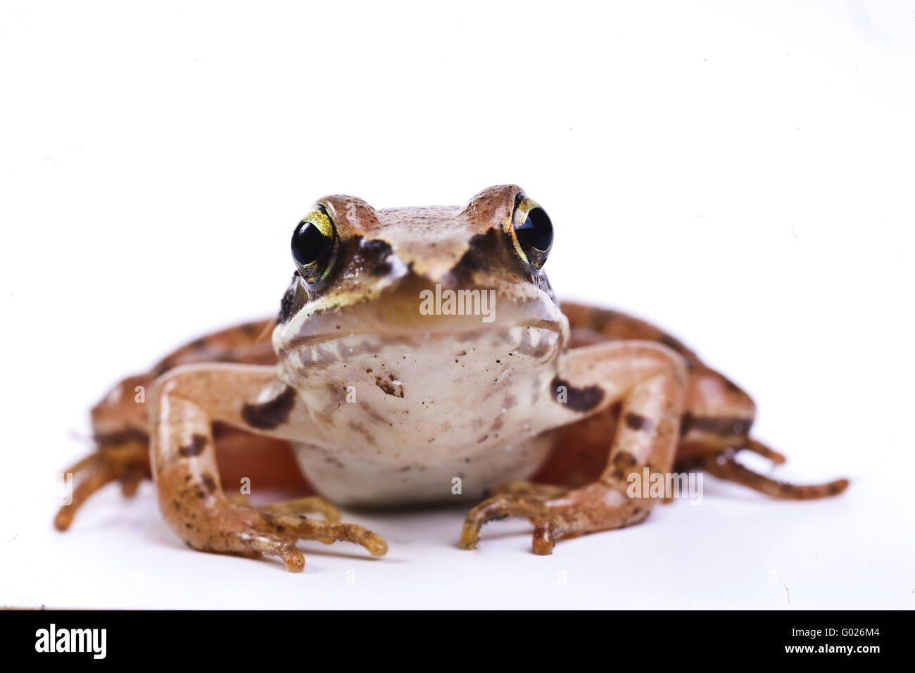 grass frog (Rana temporaria) Stock Photo