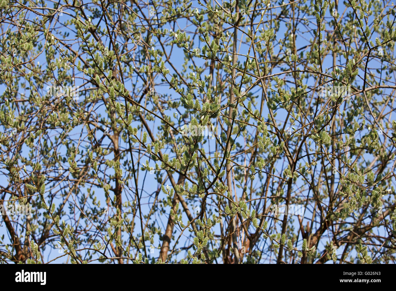 willow tree in spring (Salicaceae) Stock Photo